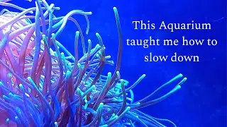 Aquarium slow living teachings. Observing nature. Slow living vlog. Nature. Relaxation. Slowness.