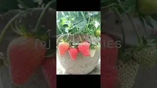 Strawberry harvest 2021#cuttingfruit#cuttingskill