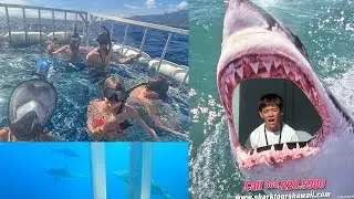SHARK CAGE DIVING IN HAWAII!