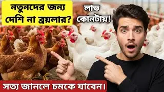 নতুনদের জন্য দেশি না ব্রয়লার? কোনটা শুরু করলে লোকসান হবে না