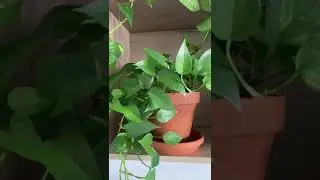5 Easy Low Light Houseplants  & Tips 🪴🌱