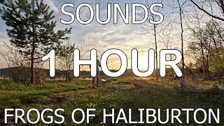 1 Hour Frog Calls at Night in Canadian Wetlands - Ambient Sounds for sleep, meditation, study