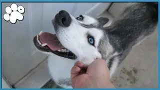 DO HUSKIES SHED???