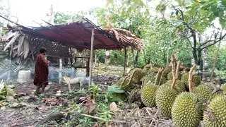 Panen durian di kebun❗ tidur di pondok dan menginap menjaga durian