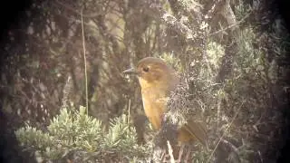 Tawny Antpitta - Grallaria quitensis (ssp. quitensis) - Los Nevados, C Andes