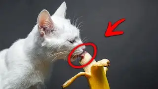 10 Human Foods To GREATLY Improve Your Cats Health