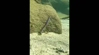 🐠3.15&prime;&prime; 3.94&prime;&prime; Soft Swimbait for Bass/Trout/Walleye #lure #fishing