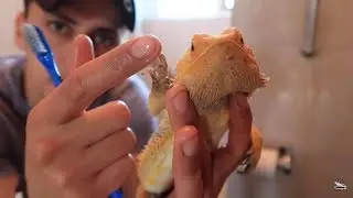 Bañando A Mis Dragones Barbudos!!!