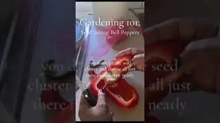 Save Pepper Seeds from the Grocery Store!containergardening #gardeningplants #peppers #pepperplants