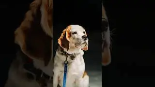 Она слишком доверяет людям! Фотосессия для Бигля