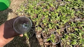 Petunia flower tower [ part 1 }