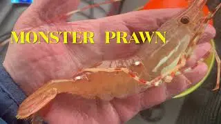 MONSTER PRAWN