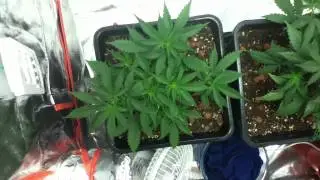 250W cfl grow part 8.HELP!