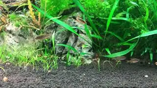 EHEIM PROXIMA 250 HD