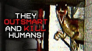 These Creatures Outsmart and KILL HUMANS | The Shed Incident [Analog Horror]