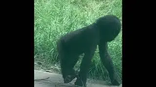 Baby Gorilla Playtime