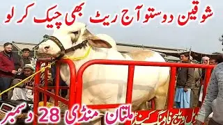 Today Multan Cow Mandi 2025 | Cholistani Sahiwal & Brahman Cows | Global Village Farming
