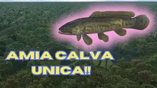 ⭐️LAGO QUANCHKIN⭐️ 🐋AMIA CALVA UNICA🐋