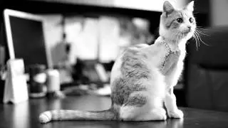 Animal Rescue Campaign