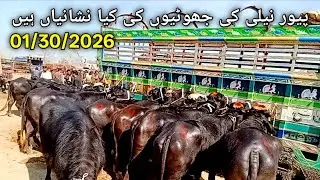 پیور نیلی کی جھوٹیاں #viral #mundy #foryou #buffalo #punjabimundapunjabi1122 