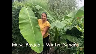Growing Banana plant(Musa Basjoo)/Harvest & separating baby plant