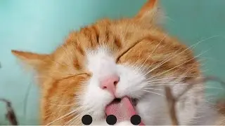 imagine if your cat always did this