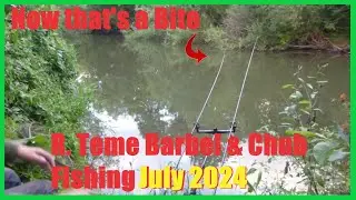River Teme Barbel and Chub Fishing July 2024 🎣