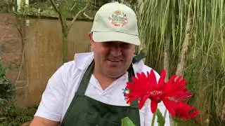 Gerberas | Como Cultivar em Vaso e Ter Muitas Flores