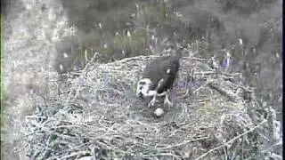 DPOF Osprey Dennis brings Betty fish 828am
