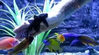Vampire Pleco as a pet