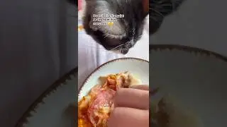 Felix, agent sub acoperire.🥷🏻🥷🏻Dacă și tu ai un pisoi hoț, lasă un like!🐾✨ #shorts #funnyshorts