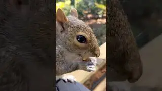 Peanut the squirrel receiving justice