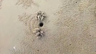 Crabs natural design