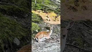 How Peaceful Do Resting Deer Look? #trending #shortvideo #deer #new #animals #wildlife