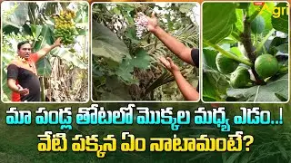 Fruits Farming Guide | మా పండ్ల తోటలో మొక్కల మధ్య ఎడం..! వేటి పక్కన ఏం నాటామంటే..? Tone Agri