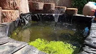Releasing a tench fish into garden pond