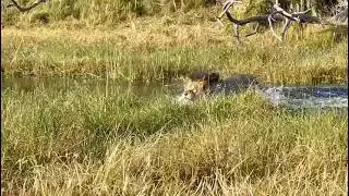 Male Lion Crossing the Delta at Xigera