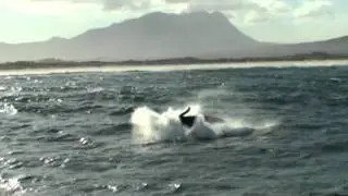 Amazing Whales Breaching in Hermanus - South Africa