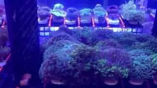 New AUSSIE & Indo Euphyllia