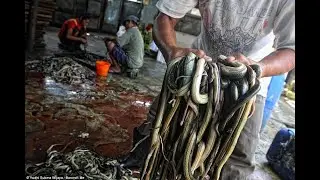Indonesia&rsquo;s Snake Processing Villages &ndash; A Dangerous But Lucrative Trade!