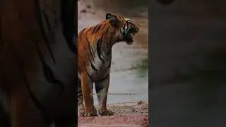 Incredible Tiger Facts You Didn&rsquo;t Know! 🐅