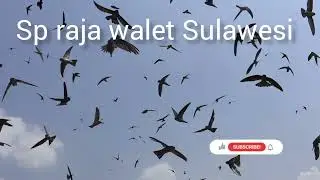 sp raja walet sulawesi