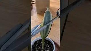 How to encourage your Whale Fin to produce pups by cutting it #sansevieria #plant #houseplants