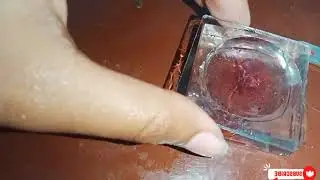 ||Preparation of permanent slide (Prawn)Statocyst||Mounting of Statocyst||#msc #zoology #practical