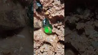 Full video on homepage#gems  #agate#crystal#gold#Gems#diamonds#gold mines#emeralds #pearl