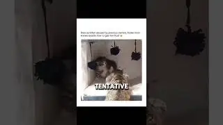 Kitten Rescued by Foster Mom finds love
