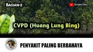 CARA MENANGANI & MENCEGAH PENYAKIT CVPD PADA TANAMAN JERUK