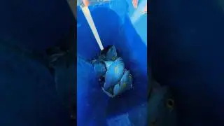 Catching Loads of Fish with a Natural Fishing Rod! 🐟🌿 #FishingLife #mocean #shorts
