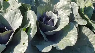 SHEDWARS21: RUBBY RED PERFECTION CABBAGE TIPS AND TRICKS