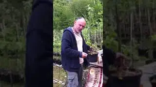 Fruit Tree Rootstock Selection